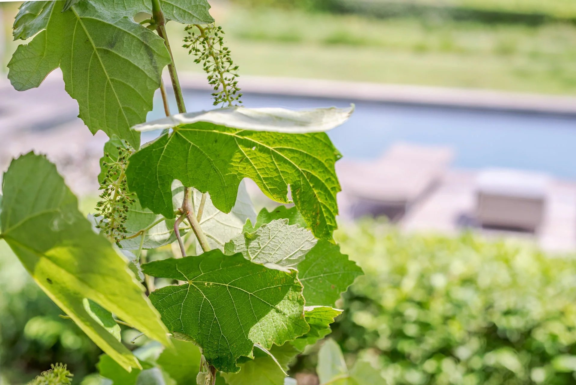 Bastide provençale . Ramatuelle